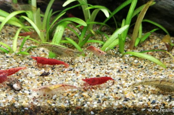 ミナミヌマエビ もっとアクアリウム