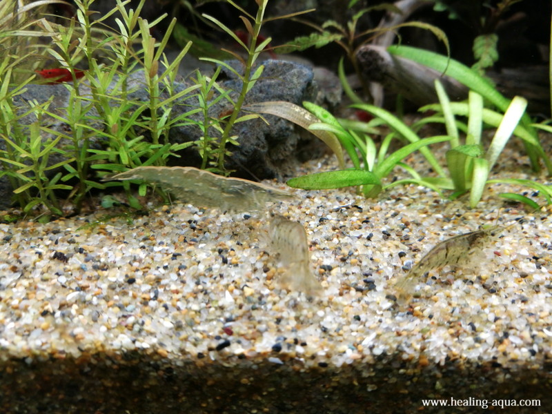 もしかすると脱卵なのかも ミナミヌマエビの抱卵その後