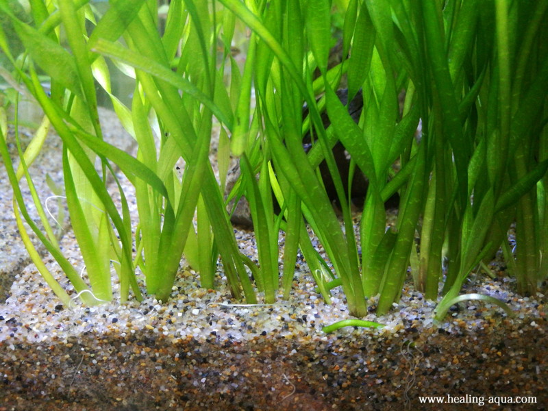 25cm水槽に植えた水草の成長ぐあい約3週間目