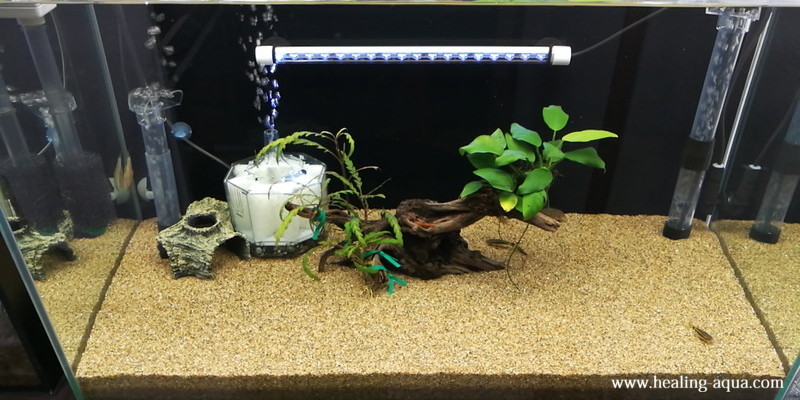 年末のプロモーション大特価 60センチ水槽 熱帯魚 メダカ 60cm Labelians Fr