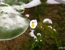 アナカリスの花