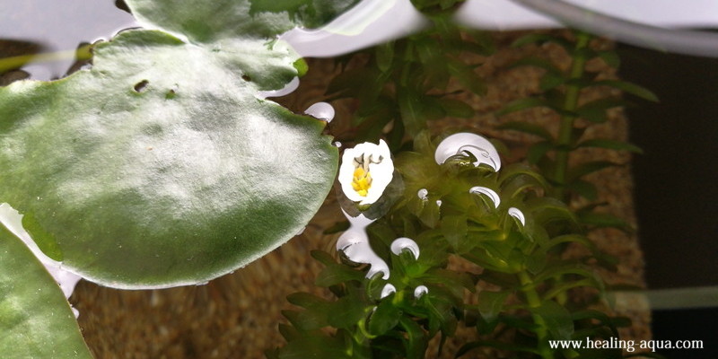 アナカリスの花