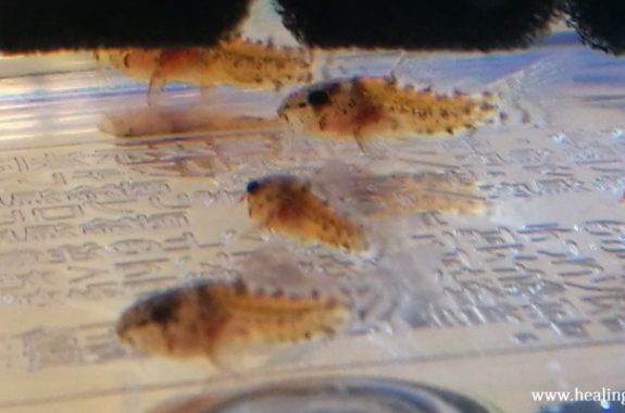 コリドラス | もっとアクアリウム