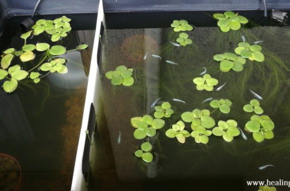 セパレーター 仕切り板 もっとアクアリウム