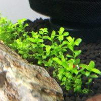 一列に植栽されたニューパールグラス