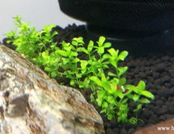 一列に植栽されたニューパールグラス