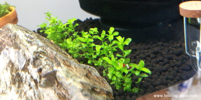 一列に植栽されたニューパールグラス