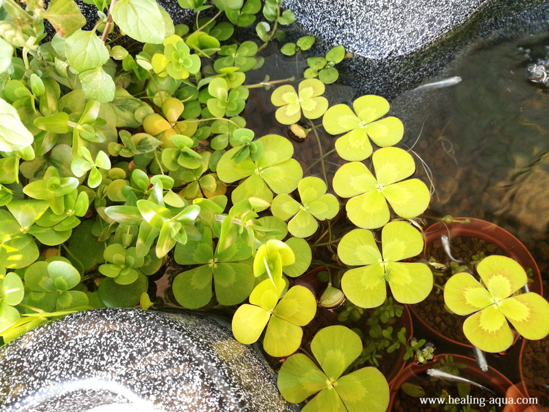 寄せ植えで購入した水辺植物が水槽を覆うのでバッサリ切ってみた