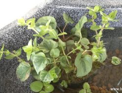 トリミングした水辺植物寄せ植え