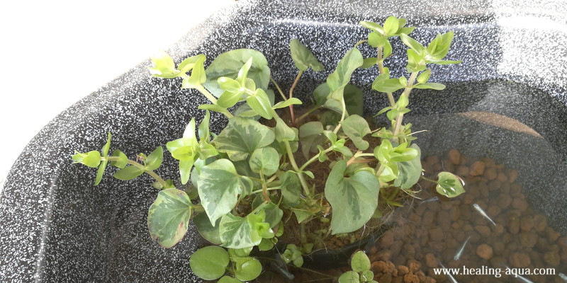 トリミングした水辺植物寄せ植え